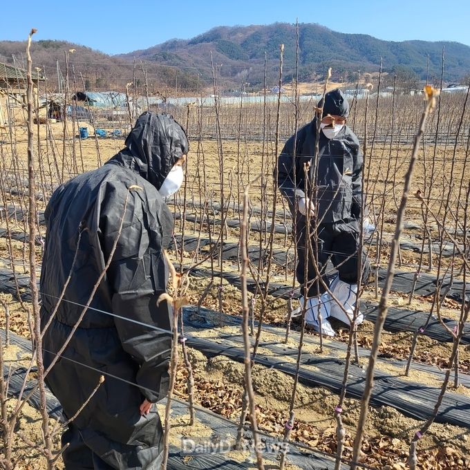성주군, 철저한 차단방역으로 과수화상병 청정 지역 사수!