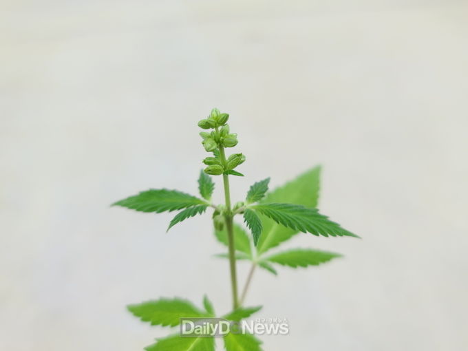 대마수꽃