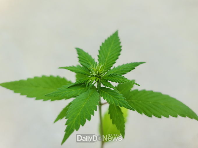 대마암꽃