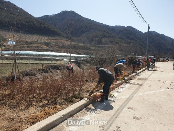 영덕군 지품면 기사리 주민들, 봄맞이 꽃길 조성