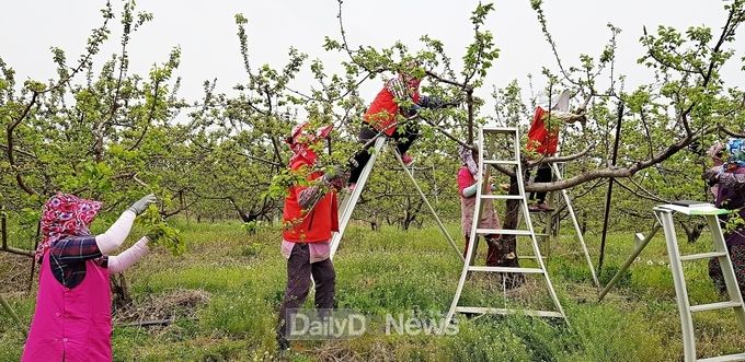 영천시 농촌인력지원센터 운영 사진(살구적과)