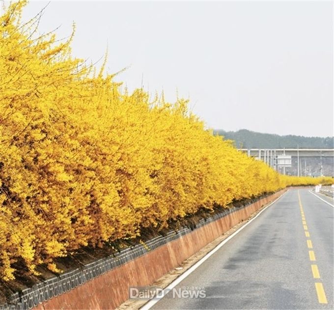 감천면 개나리꽃 군락지
