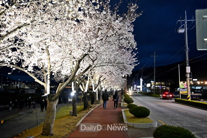 직지천 벚꽃길 및 교동연화지 야간 경관조명 일제점등