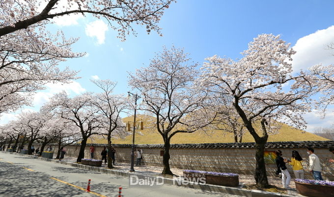 경주 벚꽃명소 벚꽃 절정, 상춘객 발길 이어져 (대릉원 돌담길) 