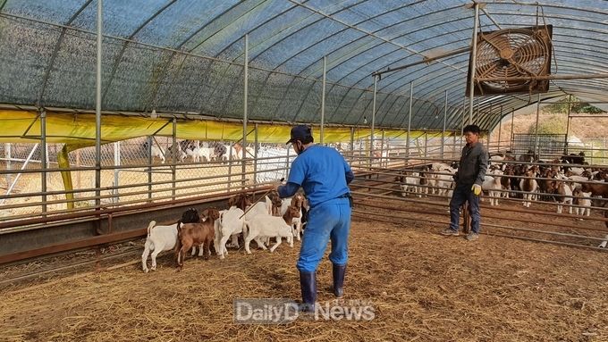 예천군, 상반기 구제역 백신 일제접종