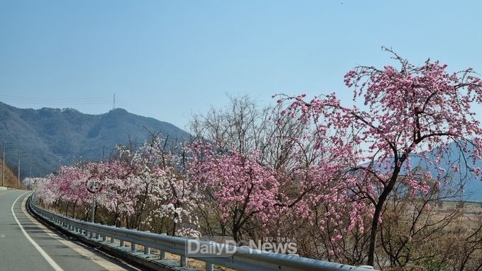 우곡면 무릉도진, 복사꽃과 능수도화로 봄을 알리다~