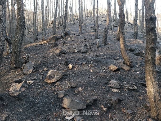 울진군, 산불 피해 송이농가 신고 접수