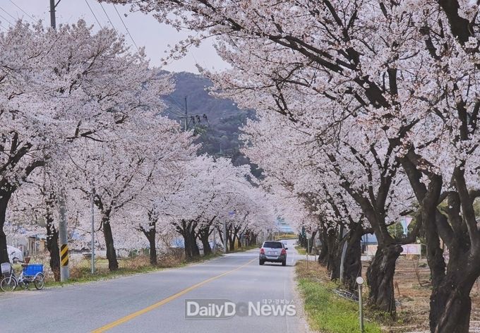 사진제공 구미시 생곡삼거리 벚꽃터널