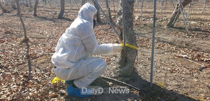 경북농기원, 첨단기술(RT-PCR)로 숨은 화상병균 찾아내 사전 제거