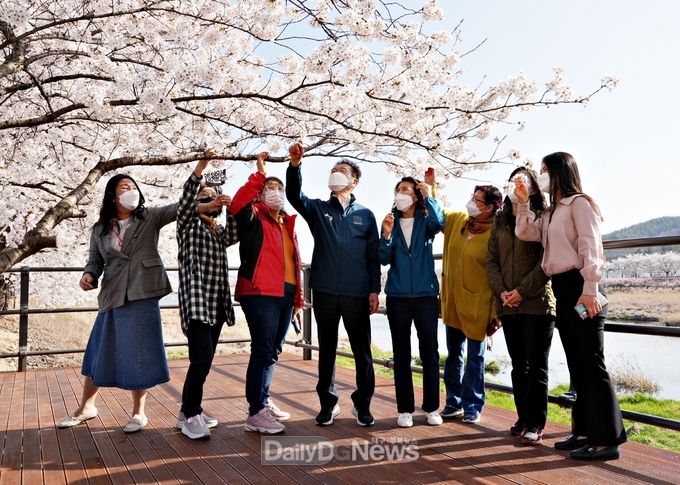 영천시 벚꽃예쁜길 사진