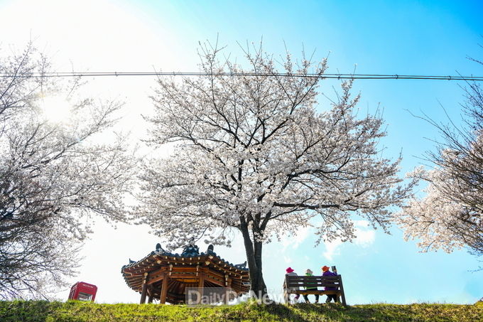 영주 서천 벚꽃길