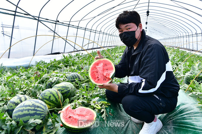 고령군, 고당도 명품 수박 첫 출하