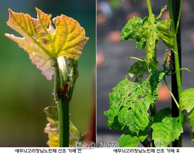 상주시, 포도 애무늬고리장님노린재 적기 방제 당부
