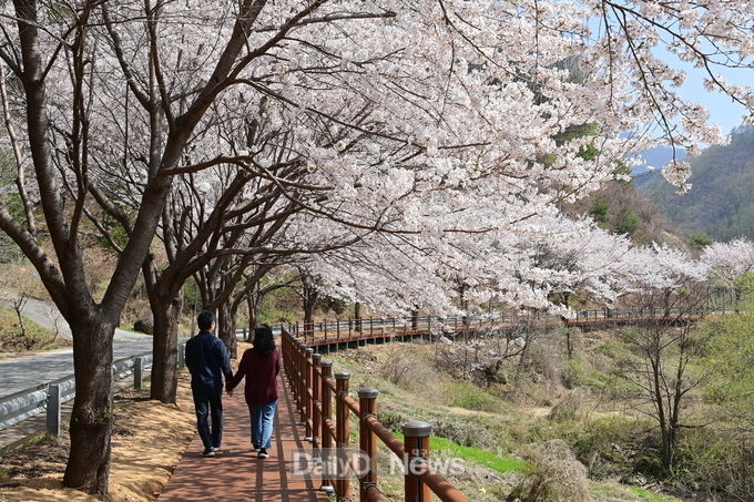 물야저수지 벚꽃