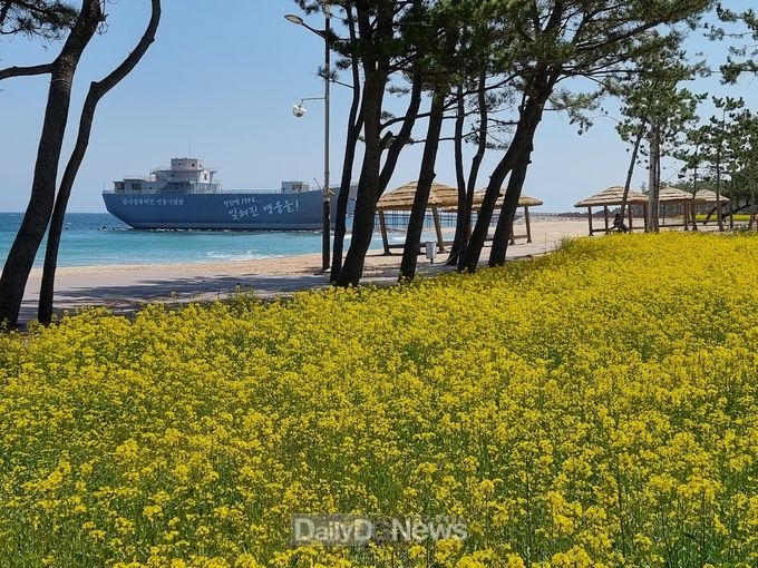 남정면 장사해수욕장 해변에 유채꽃이 활짝 피어