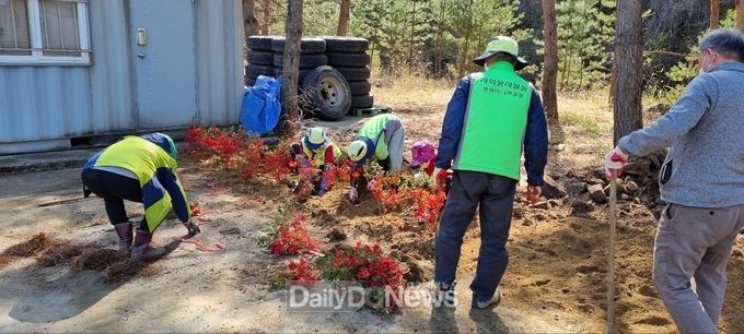  석포면 석포1리, 영산홍 식재로 환경조성 활동 실시