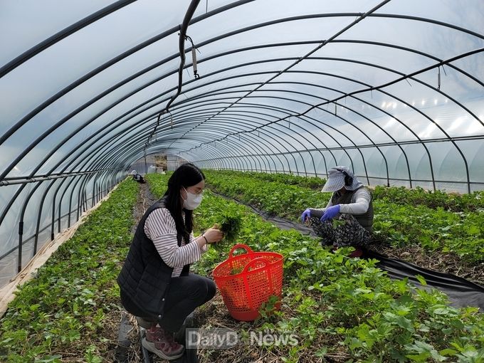 건강한 먹거리, 청정 영양 산나물 본격출하