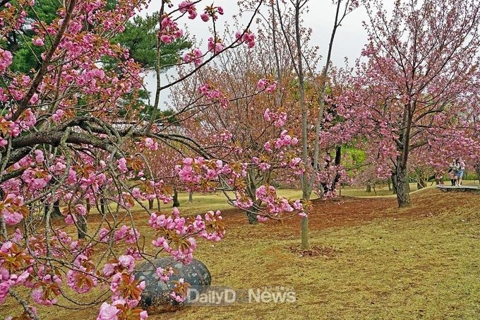 짧게 피고 진 벚꽃 아쉬움을 달래는 겹벚꽃 경주 불국사 활짝