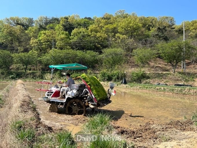 고령군, 대가야읍 본관리 김도중 농가 모내기 실시