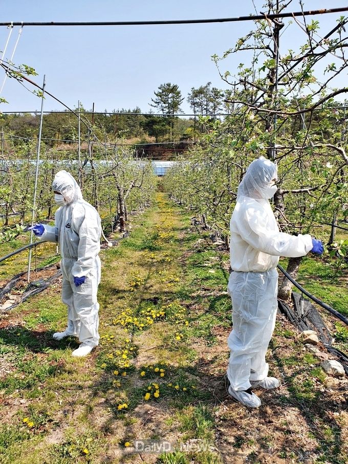 영천시) 사과 과수원 정밀예찰 사진
