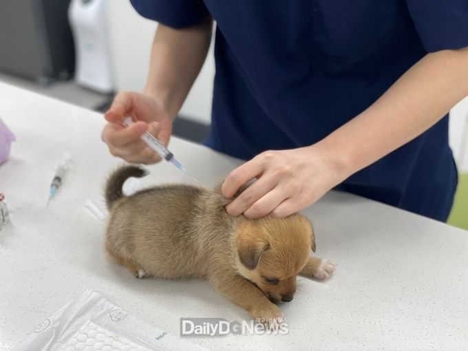 경주시 광견병 무료 예방 접종 실시