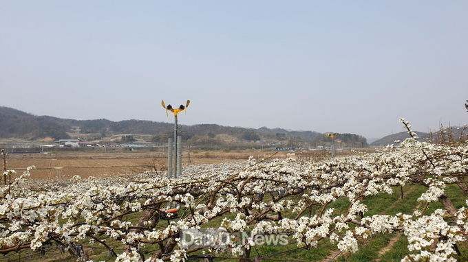 상주시, 과수생산·유통사업 경북도 평가 최우수 선정!