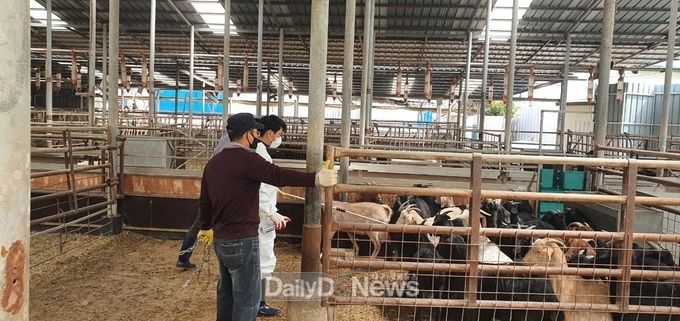 영양군, 상반기 가축전염병 일제 접종 시행