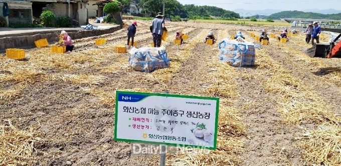 영천시) 화산농협 마늘 주아종구 생산농장 