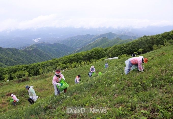 영양산나물축제