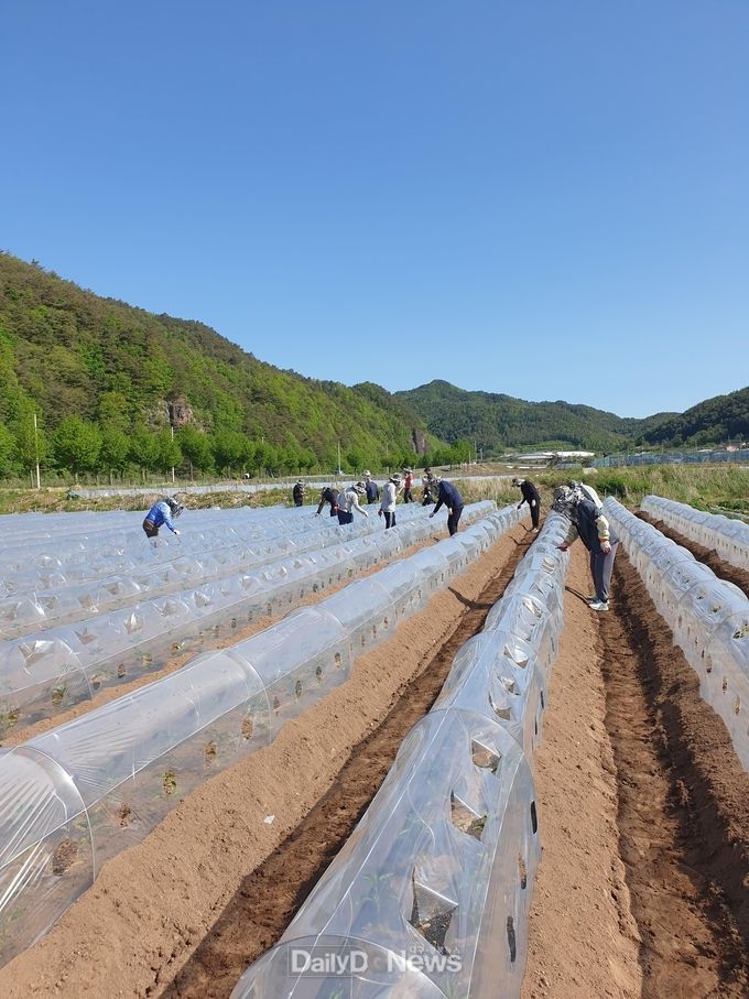 일월면 고추농가 일손돕기 실시