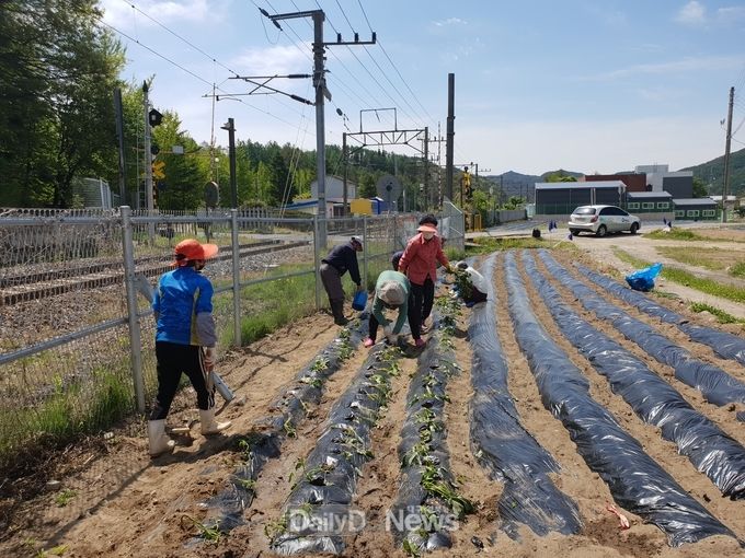 봉화군보건소 치매보듬마을 텃밭 가꾸기 프로그램 운영
