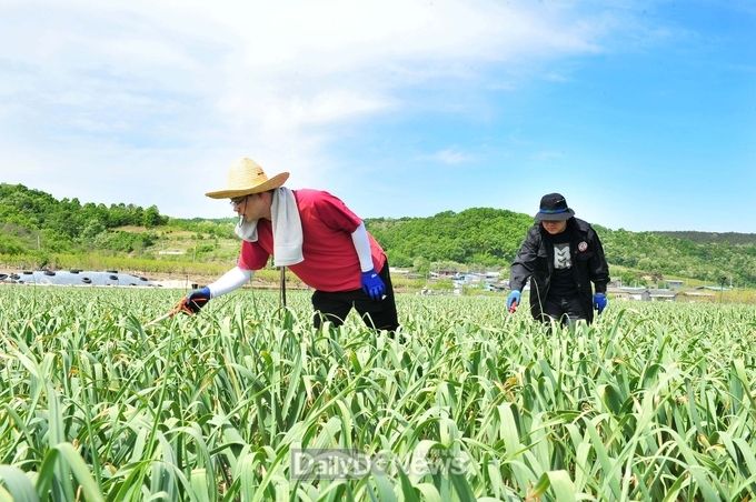 군위군, 봄철 농촌일손돕기 실시