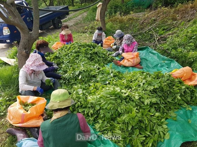 상주시농업기술센터, 우리음식연구회 건뽕잎 생산 현장교육 실시
