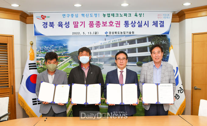 경북도, 자체 육성 신품종 ‘알타킹’, ‘싼타’ 전문 육묘 업체 통해 보급 협력체계 구축