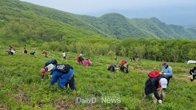 영양군, 산나물채취 체험행사