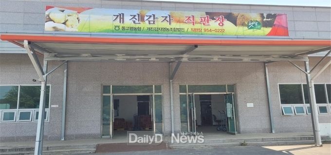 고령군 개진감자, 소비자 입맛 사로잡기 위한 출하 시작