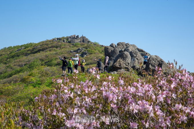  영주 소백산 국망봉 정상에서 등산객들이 이제 막 피기 시작한 철쭉을 카메라에 담고 있다