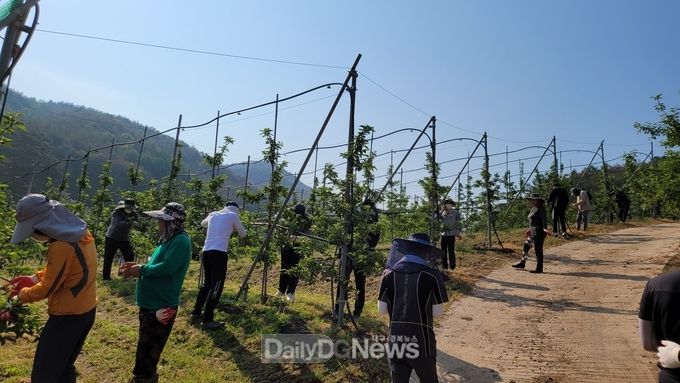 영양군 공직자들, 석보면 봄철 농촌일손돕기에 ‘구슬땀