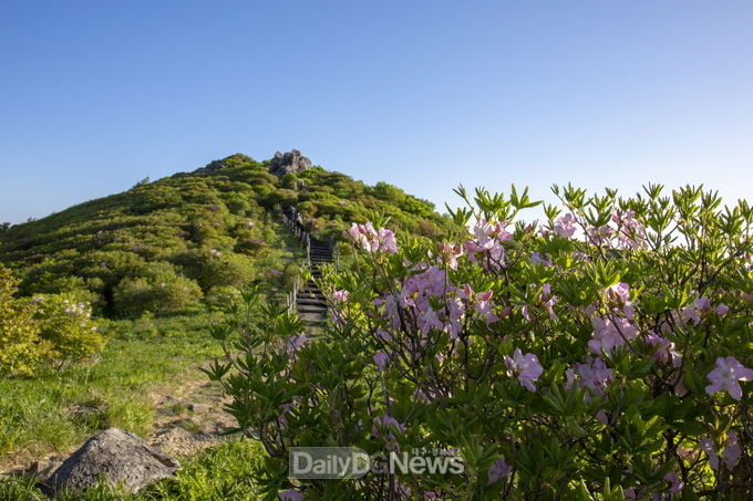 영주 소백산철쭉제