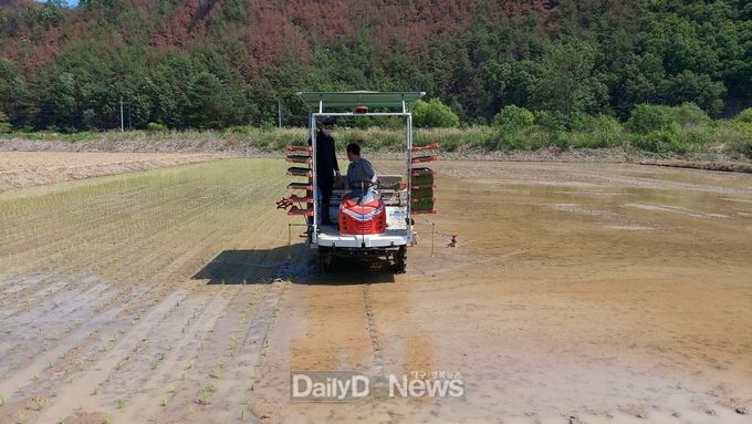 울진군 4-H회, 과제포 직진자율주행 모내기 연시