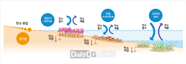 블루카본 작용 과정 (출처: KOEM)