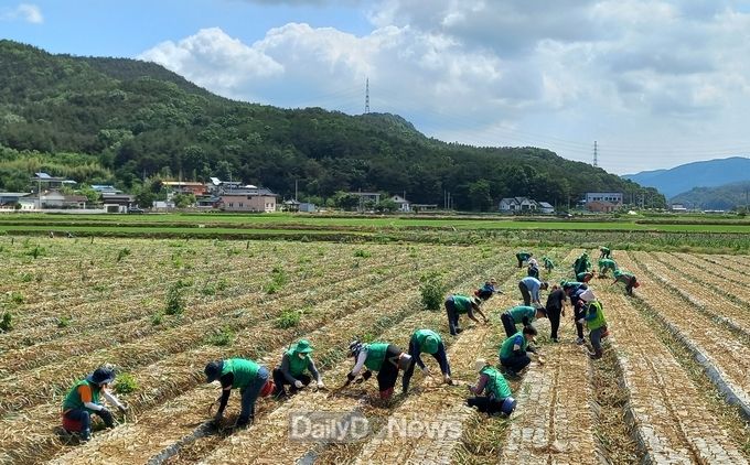 구미시 새마을협의회・부녀회, 농촌사랑 봉사활동 전개