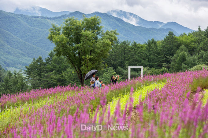 지난 2019년 여름 봉자페스티벌 개최 당시 국립백두대간수목원 야생화 언덕에 털부처꽃이 핀 모습