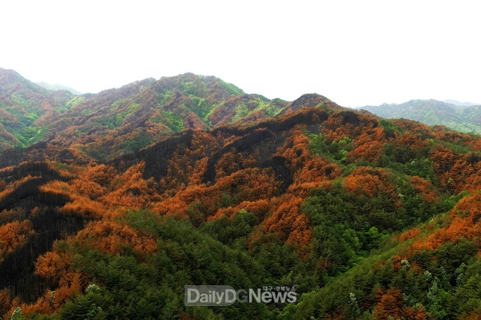  4월 29일자 울진군 북면 두천리 산불피해 전경