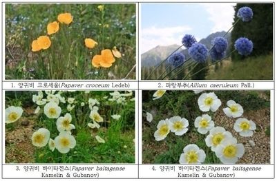 <사진=국립백두대간수목원 제공>