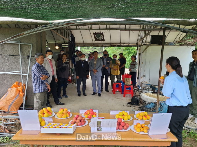 영주시, ‘영주 망고자두’ 신소득화 박차…플럼코트 육성시범 현장평가회 개최