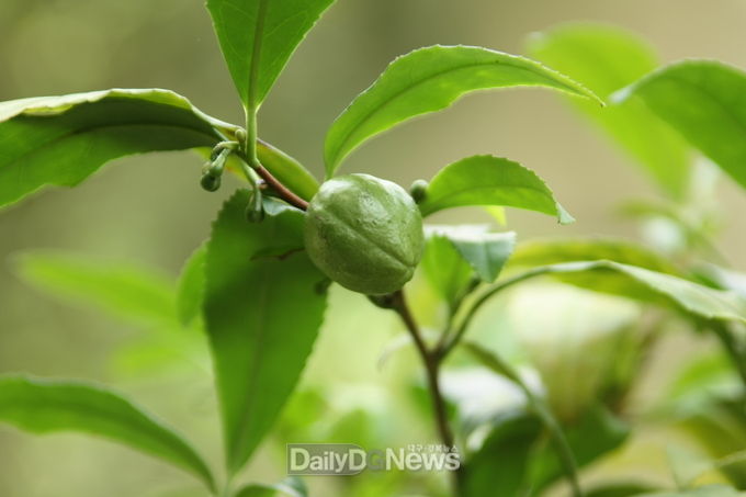 차나무(Camellia sinensis)와 종자 껍질 사진(출처: 국가생물종지식정보시스템)