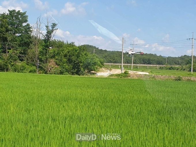 의성군, 벼 방해충 방제·이삭거름 적기 방제 당부