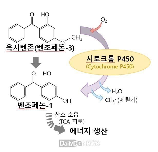 국립낙동강생물자원관, 난분해성 유기화합물 분해하는 신종 미생물 발견