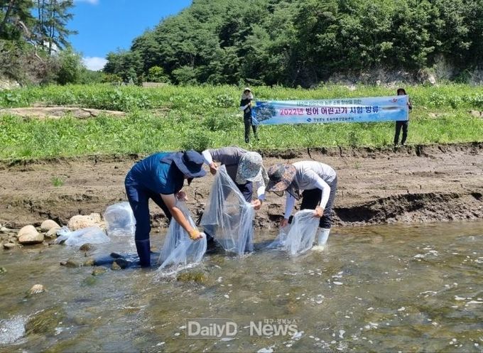 경상북도 제공 ) 어린빙어_방류